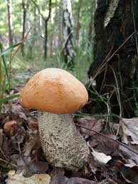 Attēlu rezultāti vaicājumam “Leccinum versipelle”