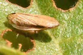 Attēlu rezultāti vaicājumam “Aphrophoridae imago”