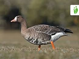 Attēlu rezultāti vaicājumam “Anser albifrons adult”