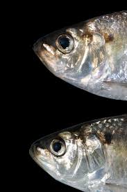 Image result for Alosa aestivalis