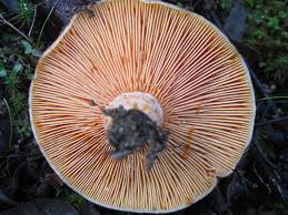 Attēlu rezultāti vaicājumam “Lactarius deliciosus”