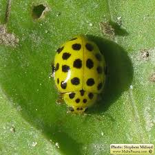 Attēlu rezultāti vaicājumam “Psyllobora vigintiduopunctata”