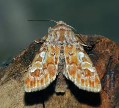 Attēlu rezultāti vaicājumam “Panolis flammea”