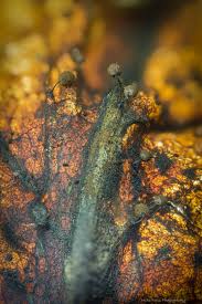 Attēlu rezultāti vaicājumam “Enteridium variabile”