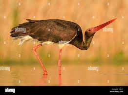 Attēlu rezultāti vaicājumam “Ciconia nigra adult”