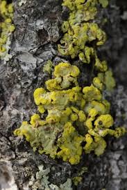 Attēlu rezultāti vaicājumam “Vulpicida pinastri”