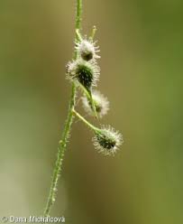 Attēlu rezultāti vaicājumam “Circaea lutetiana bud”