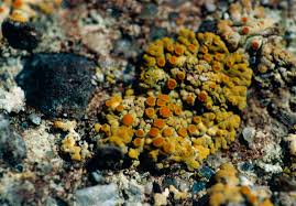 Attēlu rezultāti vaicājumam “Caloplaca saxicola”