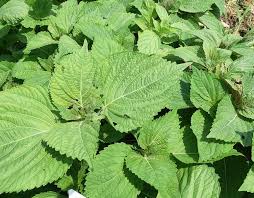 Image result for 깱깲깳깴깵깶깷깺깾깿꺀꺁꺂꺃꺆꺇꺈꺉꺊꺋꺍꺎꺏꺐