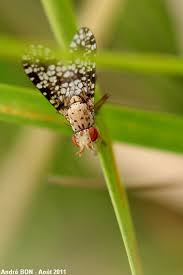 Attēlu rezultāti vaicājumam “Trypetoptera punctulata”