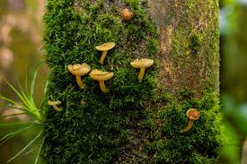 Attēlu rezultāti vaicājumam “fungi”