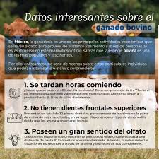 Image result for ganado bovino