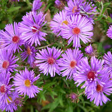 Image result for Aster novi-belgii