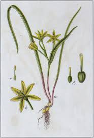 Attēlu rezultāti vaicājumam “Gagea pratensis flower”