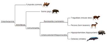Attēlu rezultāti vaicājumam “Artiodactyla”