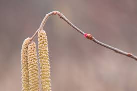 Attēlu rezultāti vaicājumam “Corylus avellana female flower”