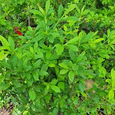 Attēlu rezultāti vaicājumam “Rhododendron periclymenoides”