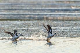 Attēlu rezultāti vaicājumam “Mergus albellus”