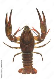 Attēlu rezultāti vaicājumam “Astacus astacus”