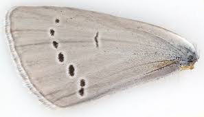 Attēlu rezultāti vaicājumam “Cupido minimus underside”