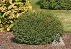 Attēlu rezultāti vaicājumam “Picea abies”