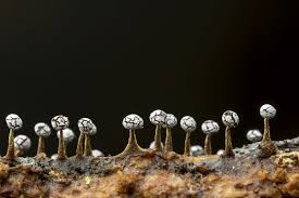 Attēlu rezultāti vaicājumam “Physarum leucophaeum stalked”