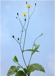 Attēlu rezultāti vaicājumam “Lapsana communis fruit”