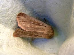 Attēlu rezultāti vaicājumam “Leucania comma”