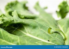 Attēlu rezultāti vaicājumam “Pieris rapae larva”