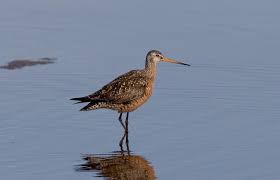 Image result for Limosa haemastica