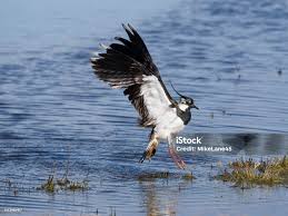 Attēlu rezultāti vaicājumam “Vanellus vanellus”