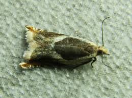 Attēlu rezultāti vaicājumam “Ancylis badiana”