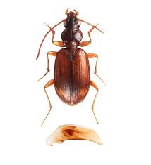 Attēlu rezultāti vaicājumam “Bembidion sp.”