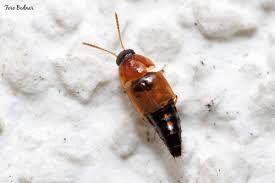 Attēlu rezultāti vaicājumam “Tachyporus sp.”