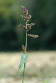 Attēlu rezultāti vaicājumam “Echinochloa crus-galli fruit”
