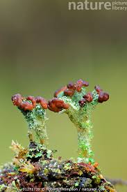 Attēlu rezultāti vaicājumam “Cladonia ramulosa”
