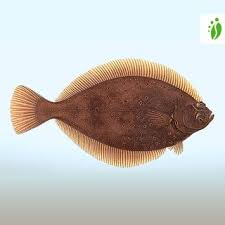 Image result for Limanda limanda