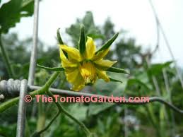 Afbeeldingsresultaat voor earl faux tomato