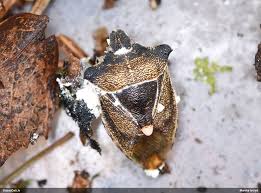 Attēlu rezultāti vaicājumam “Diderma montanum var. album”