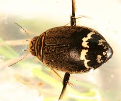 Attēlu rezultāti vaicājumam “Dytiscidae”