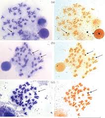 Image result for Myoxocephalus quadricornis