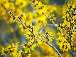 Attēlu rezultāti vaicājumam “Hamamelis vernalis flower”