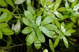 Attēlu rezultāti vaicājumam “Callitriche cophocarpa leaf”