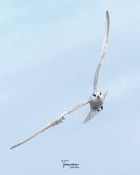 Attēlu rezultāti vaicājumam “Chlidonias hybrida adult”