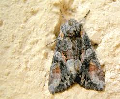 Attēlu rezultāti vaicājumam “Lacanobia contigua”