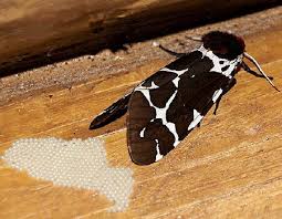 Attēlu rezultāti vaicājumam “Arctia caja”