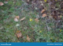 Attēlu rezultāti vaicājumam “Linaria loeselii bud”