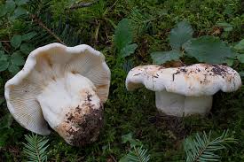 Attēlu rezultāti vaicājumam “Lactarius bertillonii”