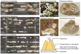 Attēlu rezultāti vaicājumam “Balanus improvisus”