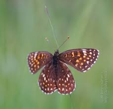 Attēlu rezultāti vaicājumam “Melitaea diamina upperside”